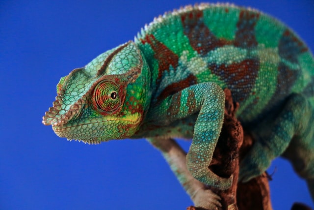 The side profile of a predominantly green and brown chameleon.